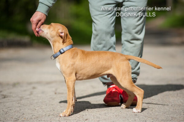 American pitbull terrier Dognik Bulls Tito