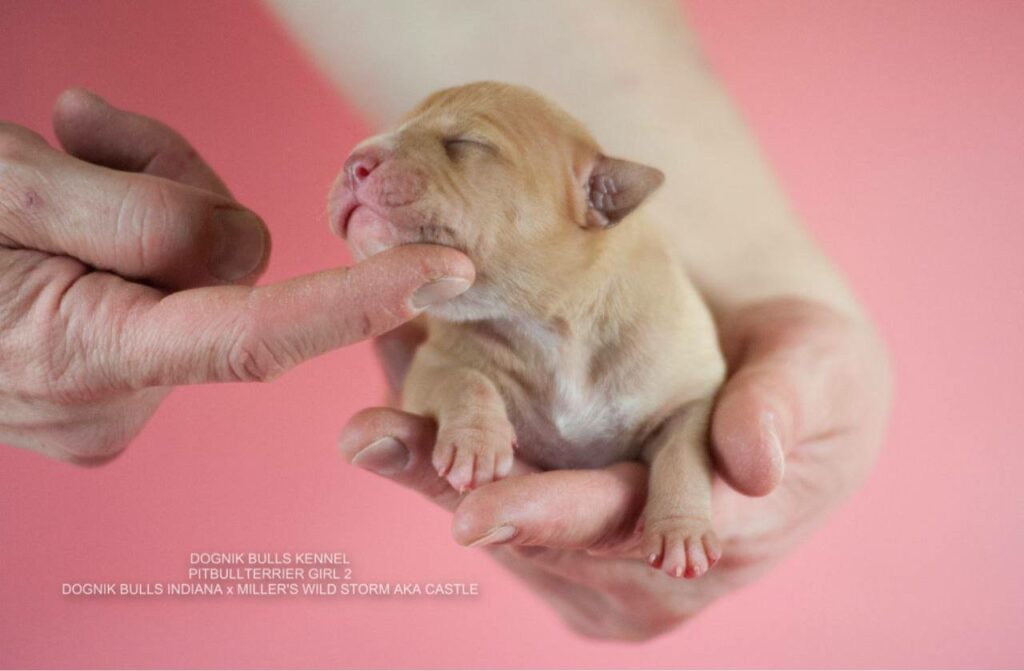 qulaity pitbull puppies for sale