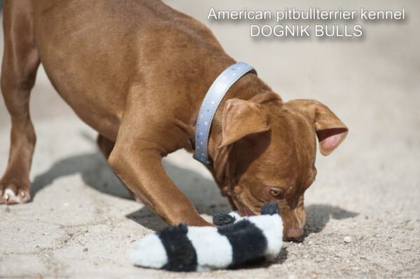 American pitbullterrier puppy for sale