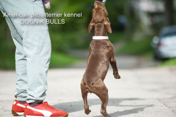 Pitbull terrier Dognik Bulls Brown Sugar