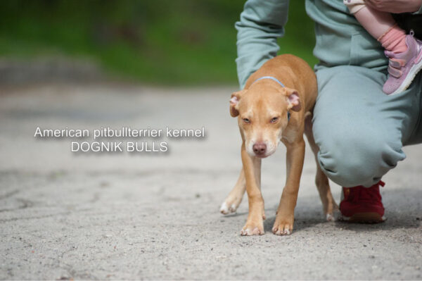 American pitbull terrier