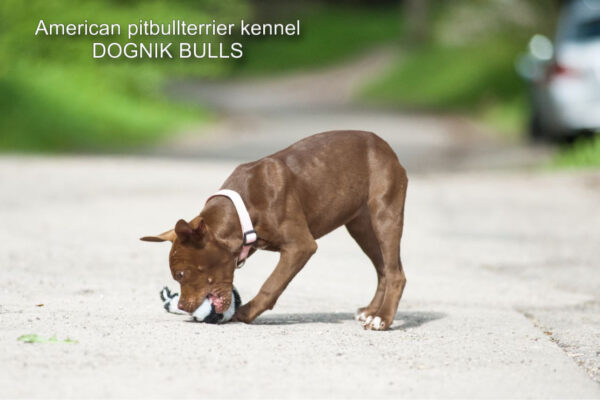 Dark chocolate pitbull terrier kennel