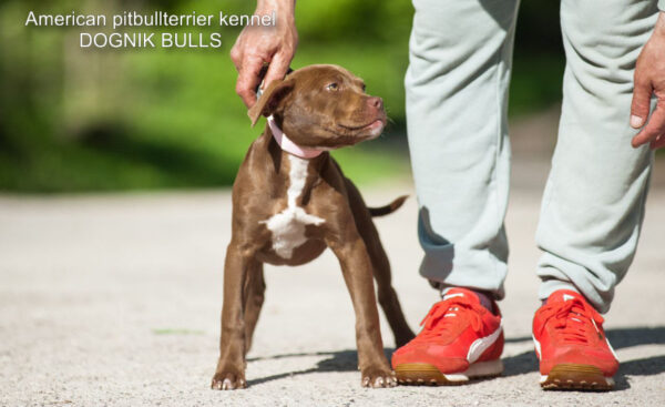 American pitbull terrier kennel Dognik Bulls