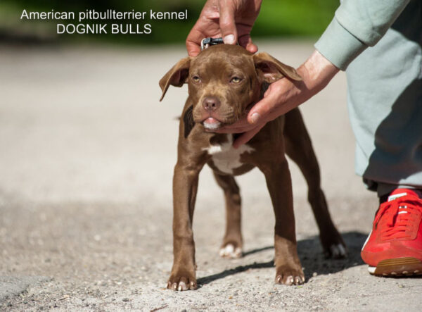 Buy rednose pitbulllterrier