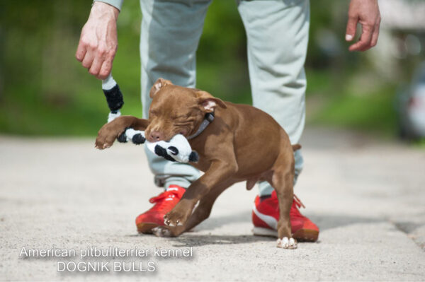Pitbull terrier puppy Dognik Bulls Tiga