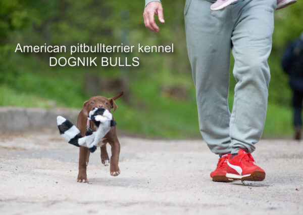 Pitbull terrier Dognik Bulls Brown Sugar