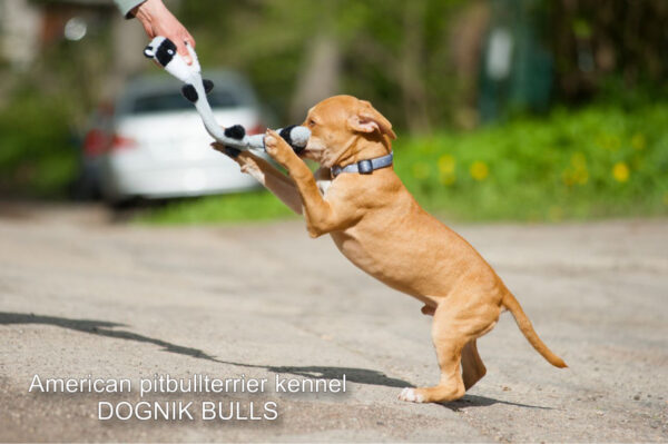 Rednose american pitbull terrier puppy