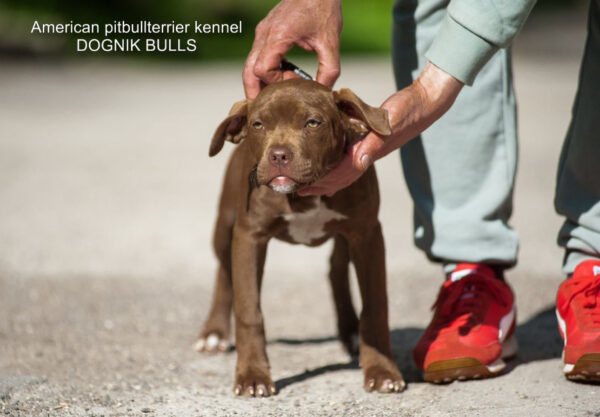 Buy rednose pitbulllterrier