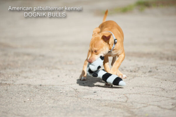 Rednose american pitbull terrier puppy