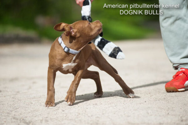 American pitbullterrier