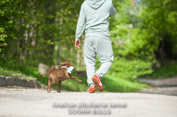 American pitbullterrier puppy for sale
