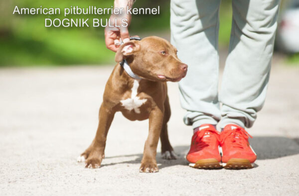 American pitbullterrier