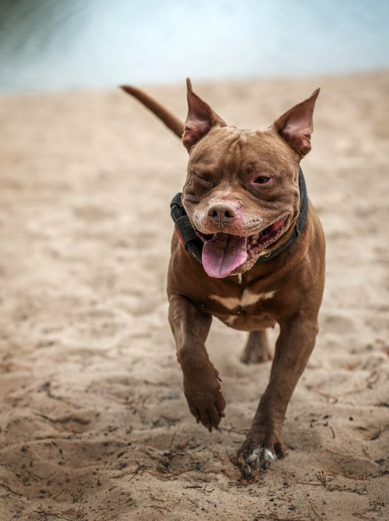 American pitbullterrier Dognik Bulls František