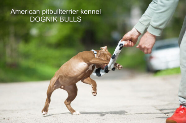 Pitbull terrier puppy Dognik Bulls Tiga