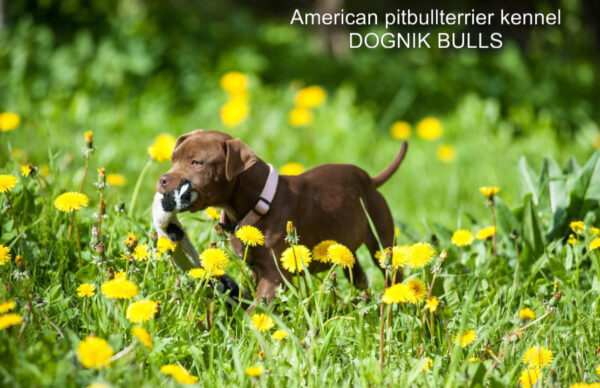 Pitbull terrier Dognik Bulls Brown Sugar
