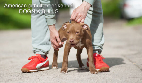 American pitbullterrier