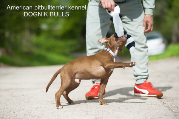 Pitbull terrier puppy Dognik Bulls Tiga