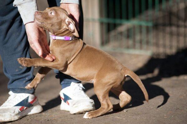 american pitbullterrier kennel