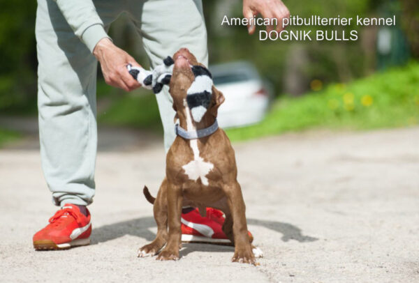 American pitbullterrier