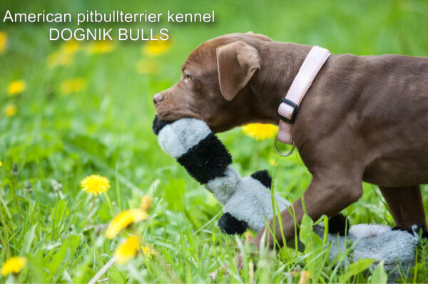 Dark chocolate pitbull terrier kennel