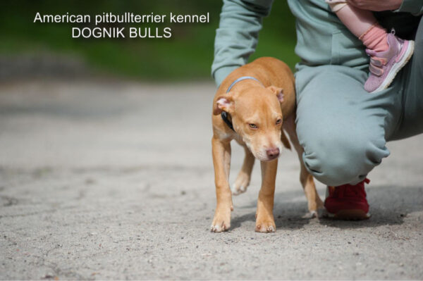 American pitbull terrier