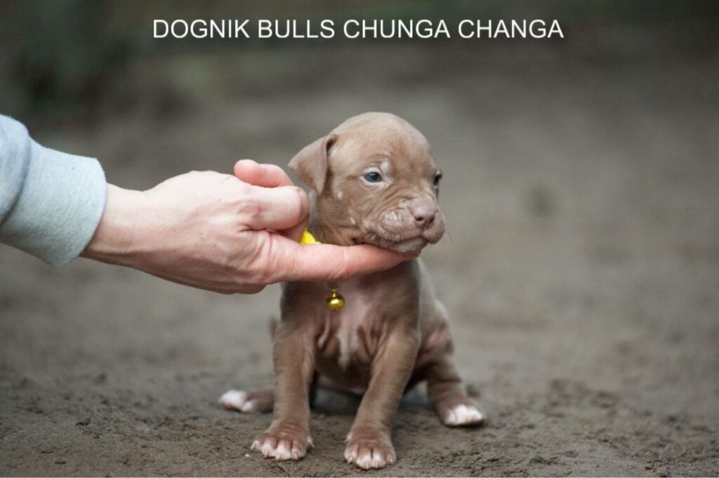 Pitbullterrier puppy Dognik Bulls Chunga Changa