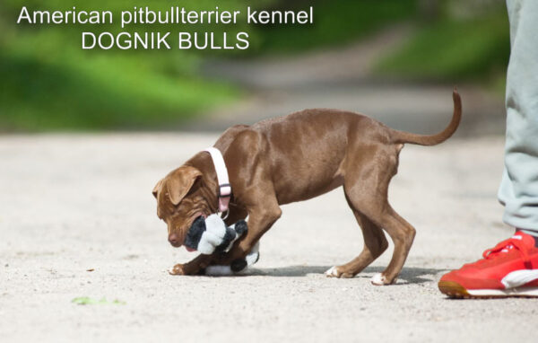 Dark chocolate pitbull terrier kennel