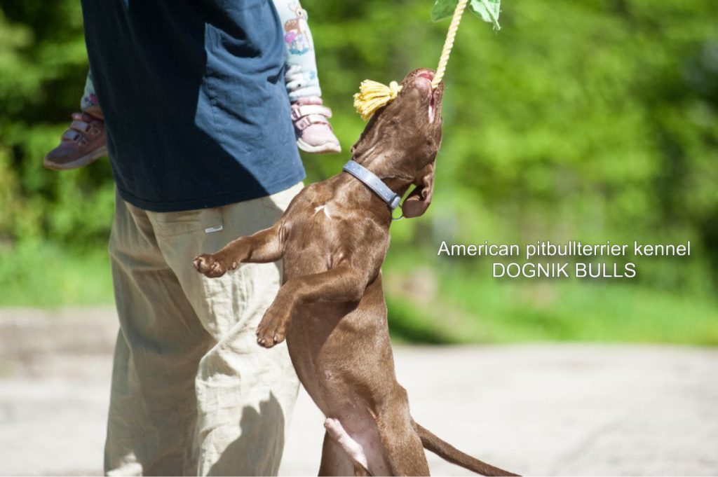 Pitbull terrier Dognik Bulls Gangstas Paradise
