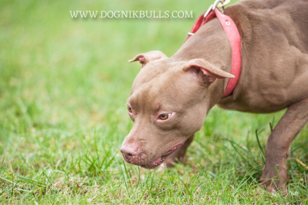 Pitbullterrier Dognik Bulls Highway to Hell