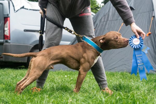 American pitbull terrier Maximus No Regrets