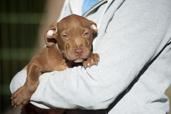 american pitbullterrier kennel