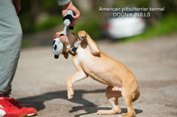 American pitbullterrier