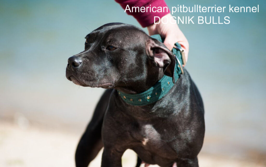 Black american pitbull terrier