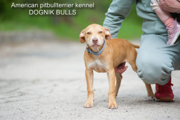 American pitbull terrier