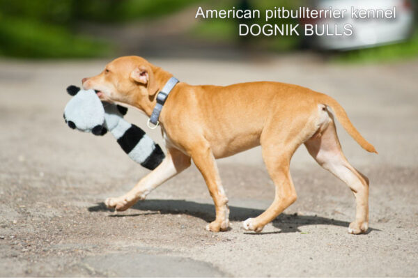 Red rednose american pitbullterrier