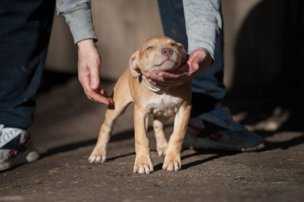 Red american pitbullterrier puppy for sale