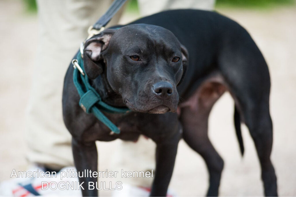 Black american pitbull terrier