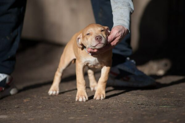 Red american pitbullterrier puppy for sale