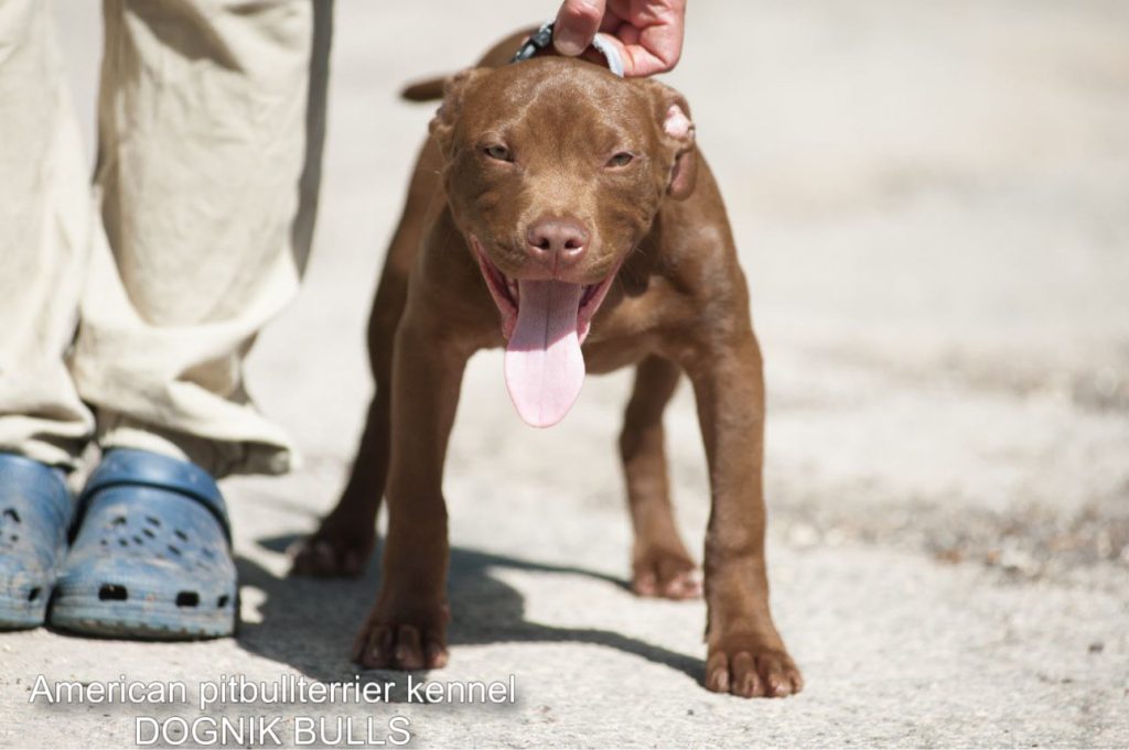Pitbull terrier Dognik Bulls Gangstas Paradise