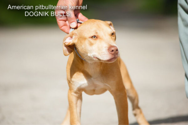 Red rednose american pitbullterrier