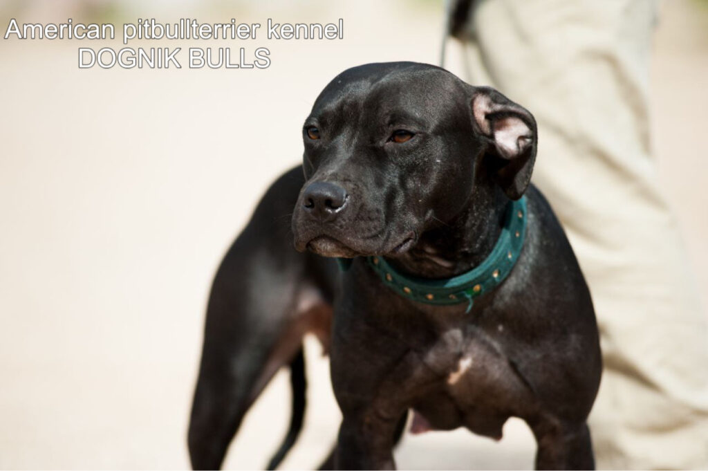 Black american pitbull terrier