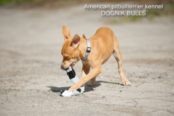 Rednose american pitbull terrier puppy