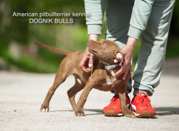 American pitbullterrier puppy for sale