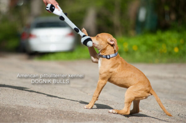 Rednose american pitbull terrier puppy