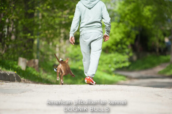 American pitbullterrier puppy for sale
