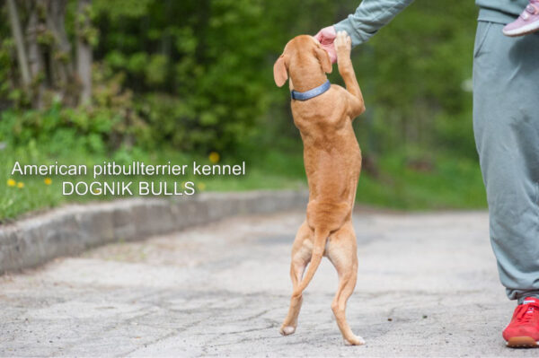 Red rednose american pitbullterrier