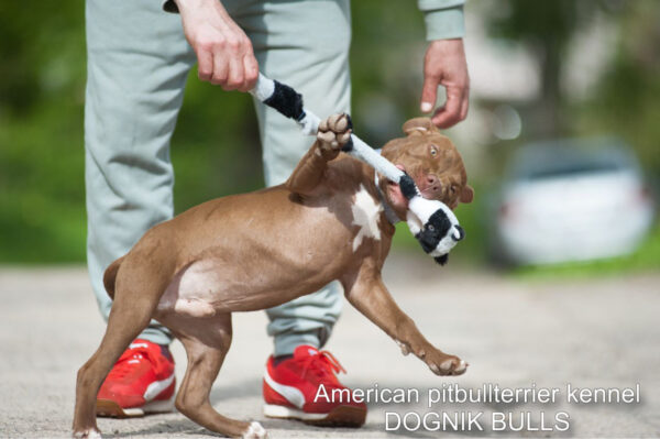 Pitbull terrier puppy Dognik Bulls Tiga