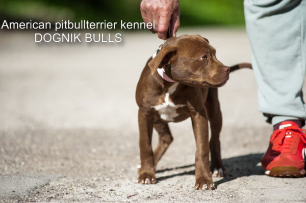 Dark chocolate pitbull terrier kennel