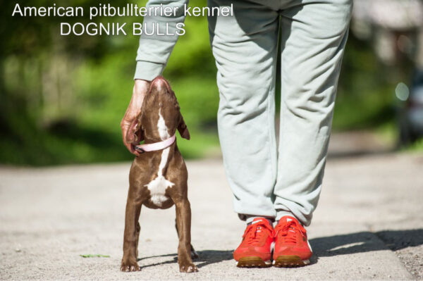 American pitbull terrier kennel Dognik Bulls