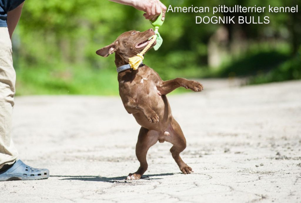 Pitbull terrier Dognik Bulls Gangstas Paradise